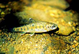 photo:  fish stream
