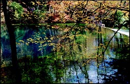 photo: a healthy forest river