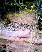 photo: fine-textured soil on cut slope